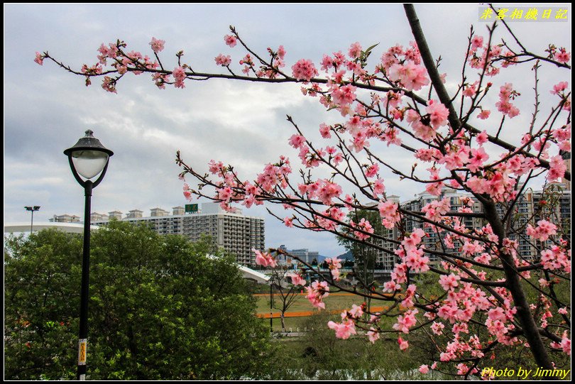 陽光運動公園‧河津櫻綻放