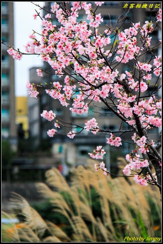 陽光運動公園‧河津櫻綻放