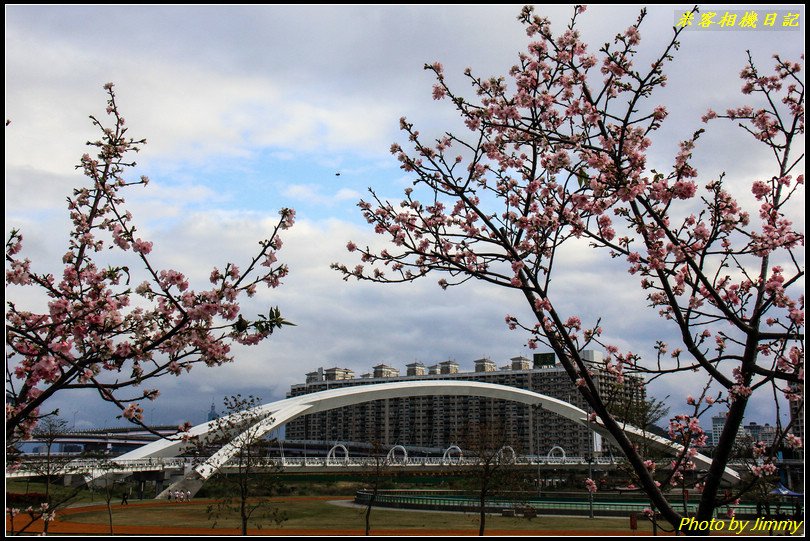 陽光運動公園‧河津櫻綻放