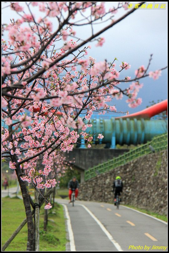 陽光運動公園‧河津櫻綻放