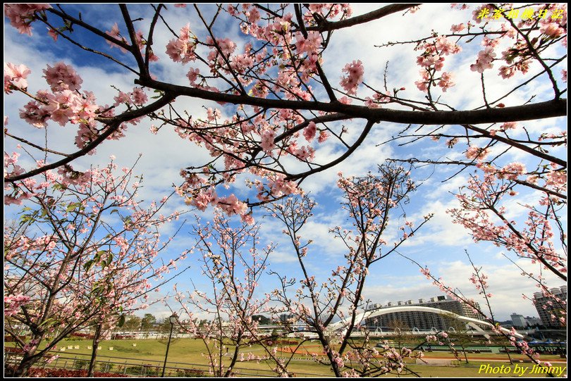 陽光運動公園‧河津櫻綻放