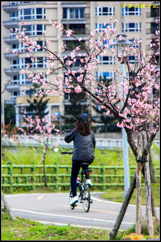 陽光運動公園‧河津櫻綻放