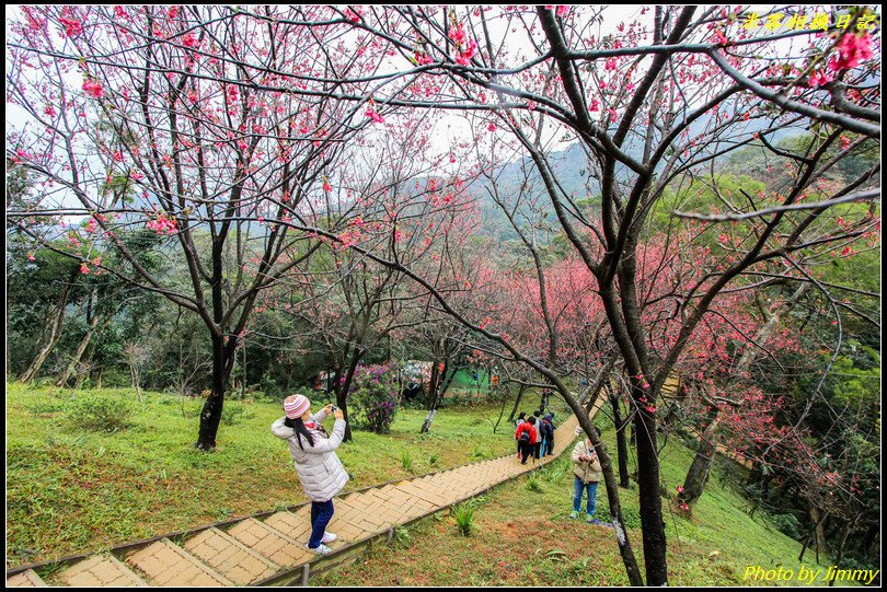 土城賞櫻‧太極嶺櫻花隧道