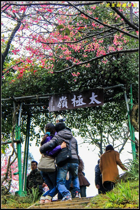 土城賞櫻‧太極嶺櫻花隧道