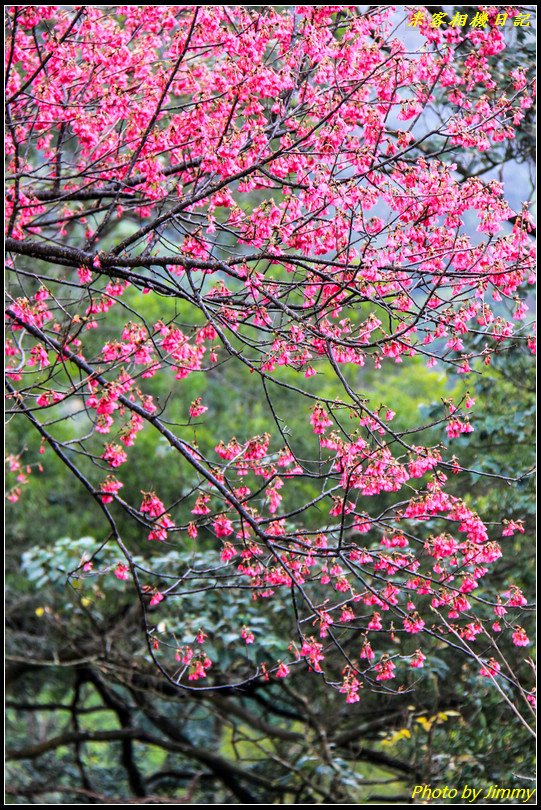 土城賞櫻‧太極嶺櫻花隧道