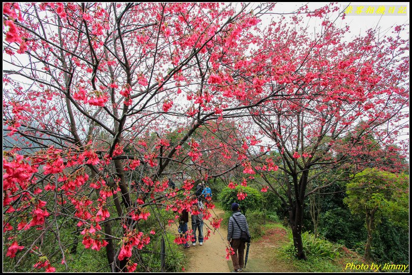 土城賞櫻‧太極嶺櫻花隧道