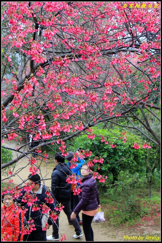 土城賞櫻‧太極嶺櫻花隧道