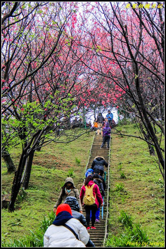 土城賞櫻‧太極嶺櫻花隧道