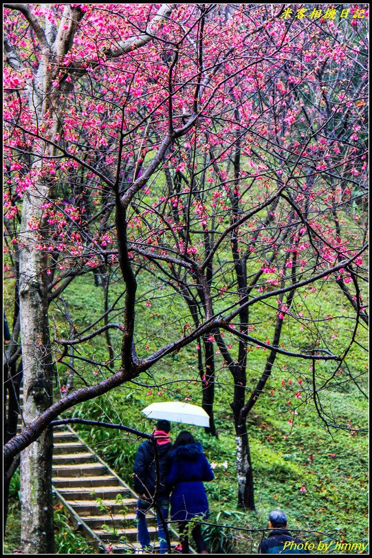 土城賞櫻‧太極嶺櫻花隧道