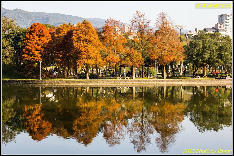 大湖公園‧深秋落羽松