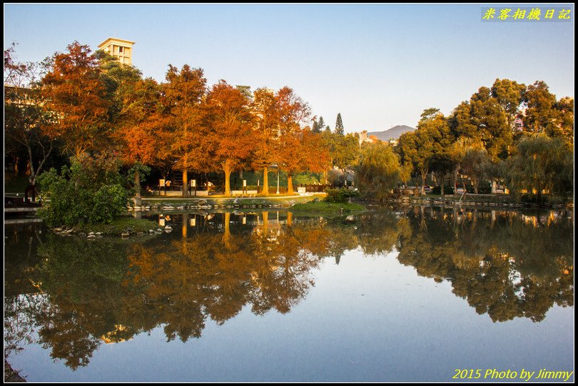 大湖公園‧深秋落羽松