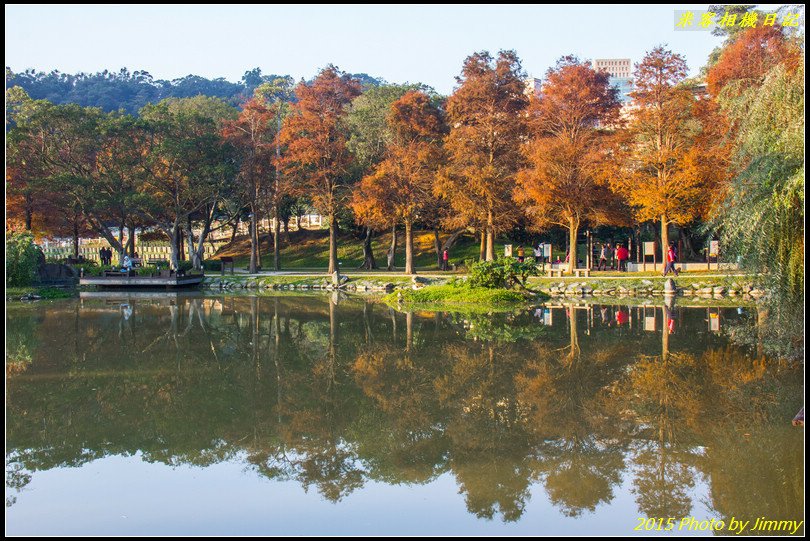 大湖公園‧深秋落羽松