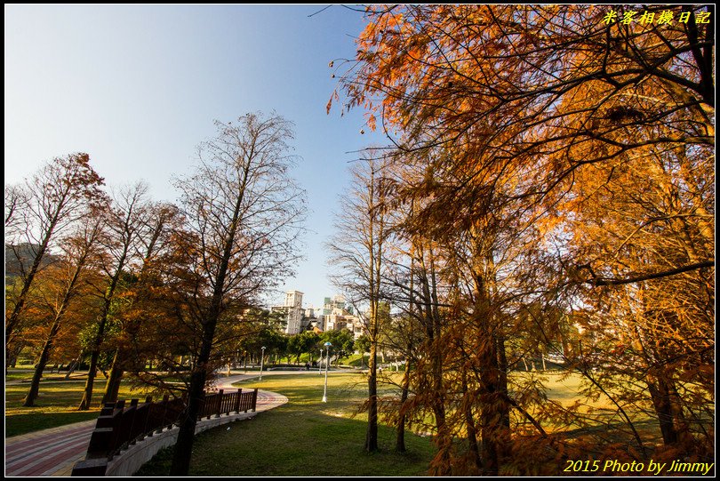 大湖公園‧深秋落羽松