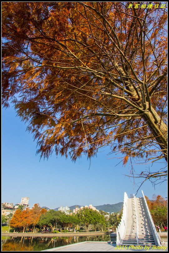 大湖公園‧深秋落羽松