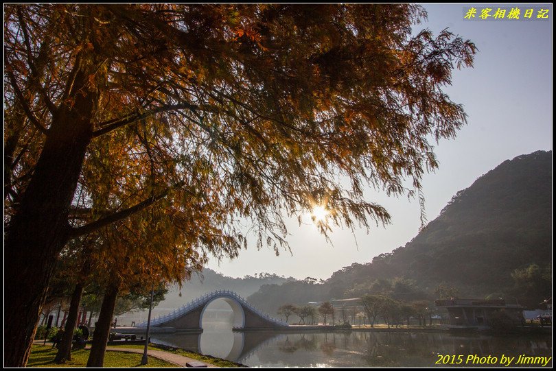 大湖公園‧深秋落羽松