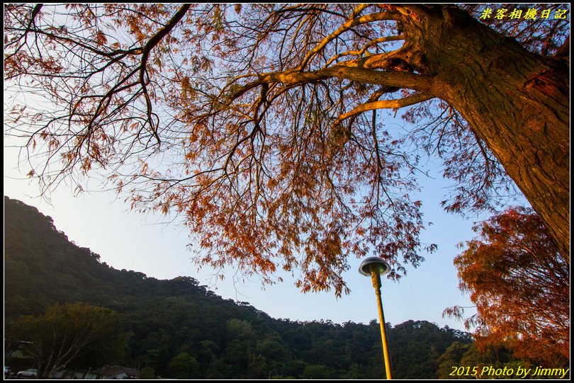 大湖公園‧深秋落羽松