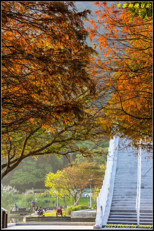 大湖公園‧深秋落羽松