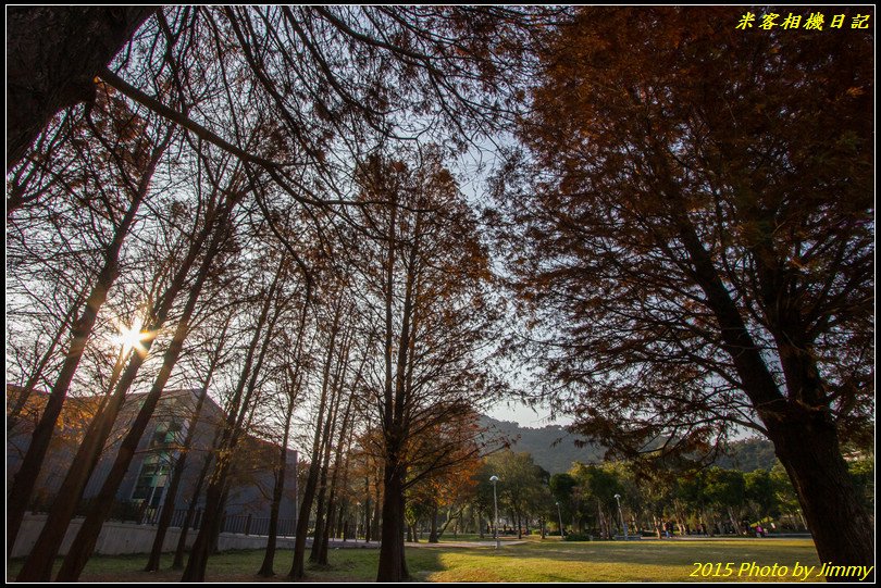 大湖公園‧深秋落羽松