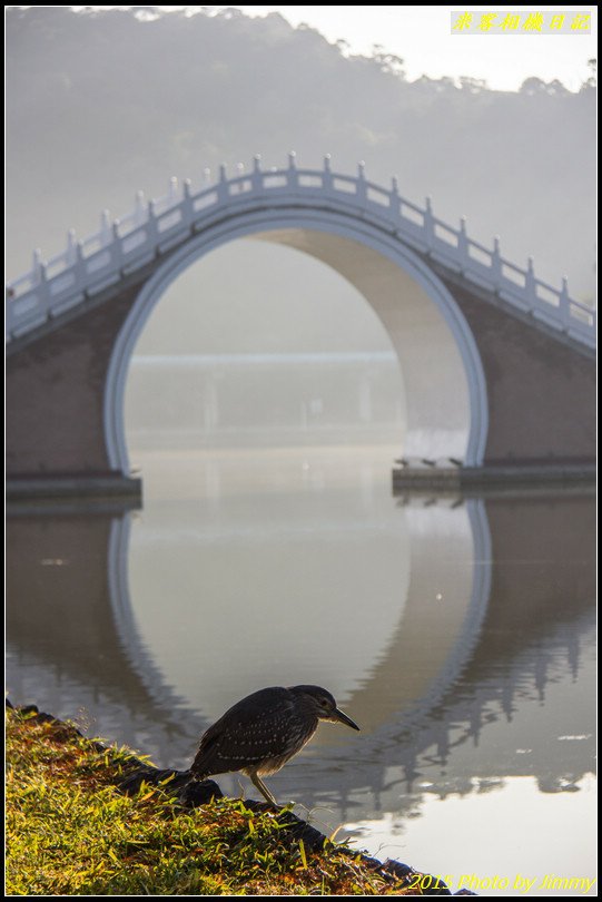 大湖公園‧深秋落羽松