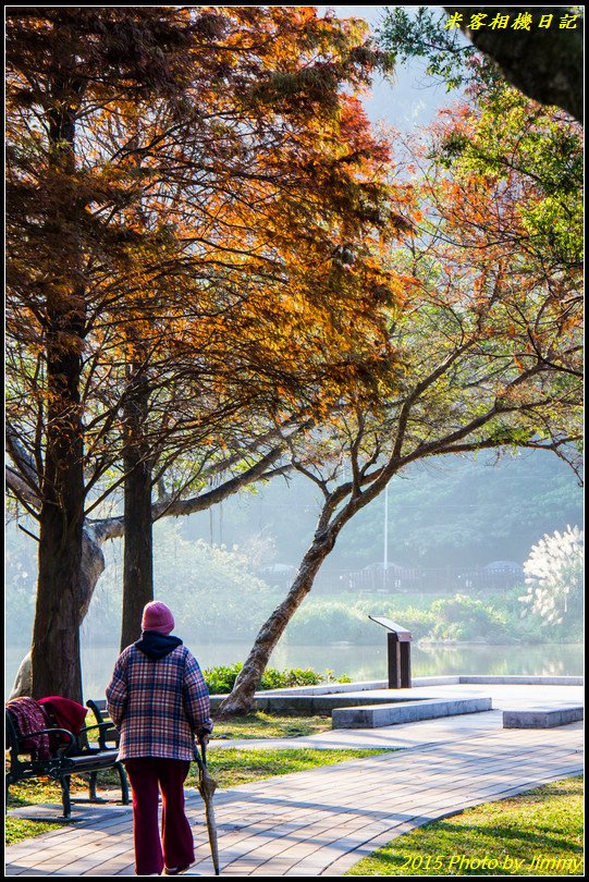 大湖公園‧深秋落羽松