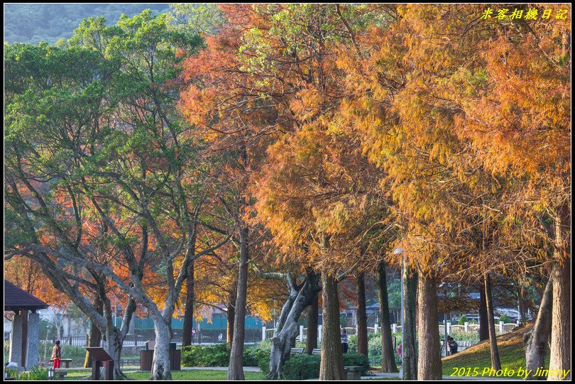 大湖公園‧深秋落羽松