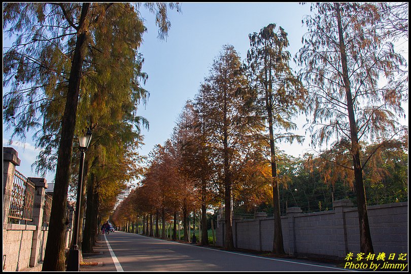 大溪石園路‧落羽松漸紅