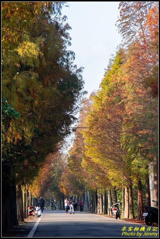 大溪石園路‧落羽松漸紅