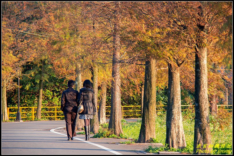 大溪石園路‧落羽松漸紅