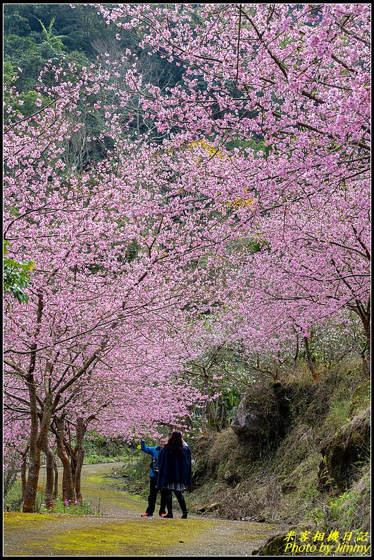 青山坪咖啡農場‧春櫻綻放