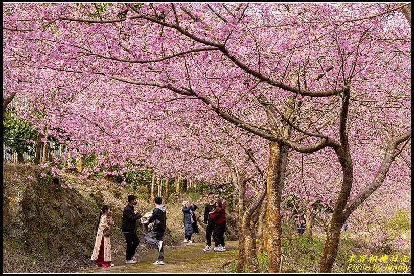 青山坪咖啡農場‧春櫻綻放