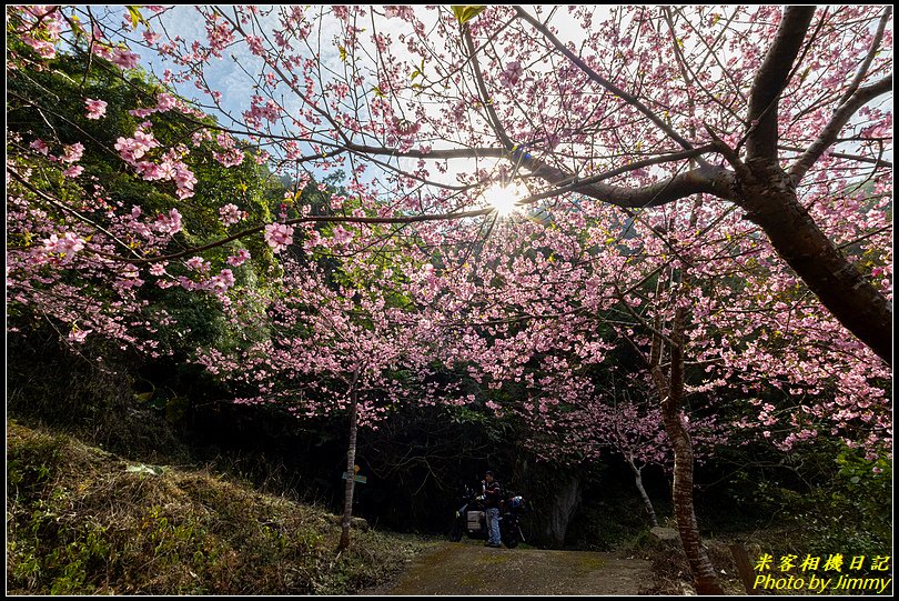 青山坪咖啡農場‧春櫻綻放