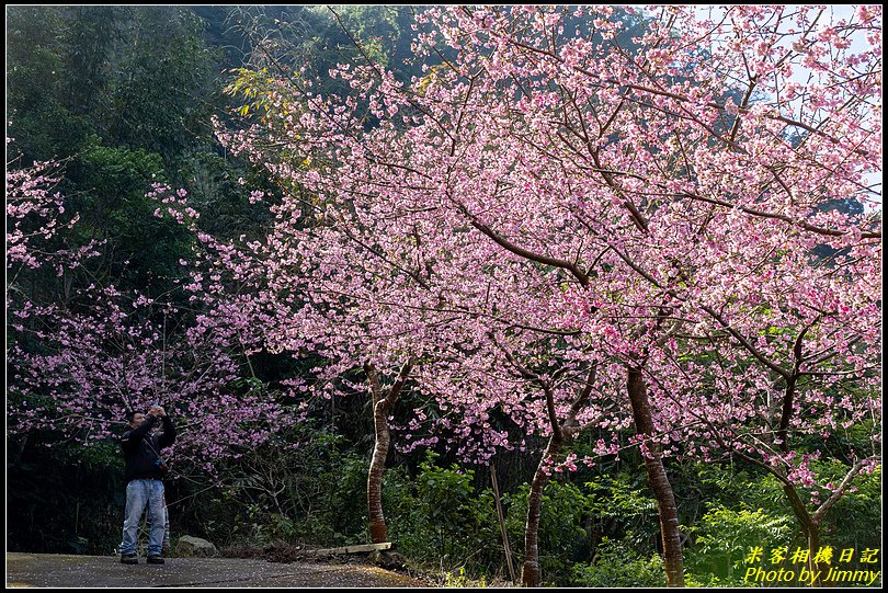 青山坪咖啡農場‧春櫻綻放