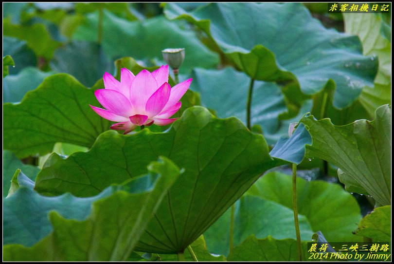 三峽三樹路荷花池‧晨荷之美