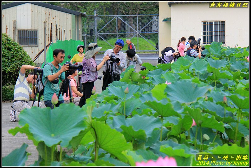 三峽三樹路荷花池‧晨荷之美