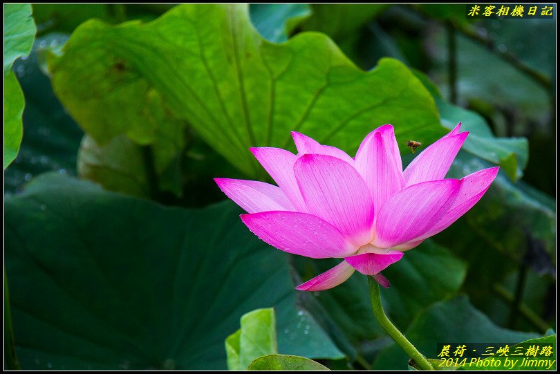 三峽三樹路荷花池‧晨荷之美