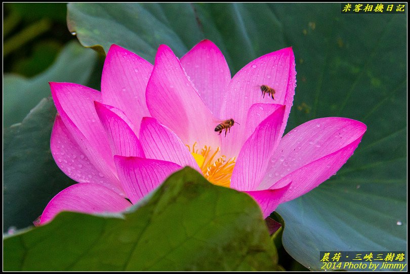 三峽三樹路荷花池‧晨荷之美