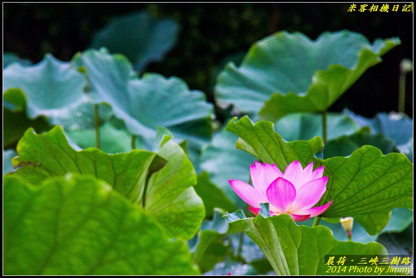 三峽三樹路荷花池‧晨荷之美