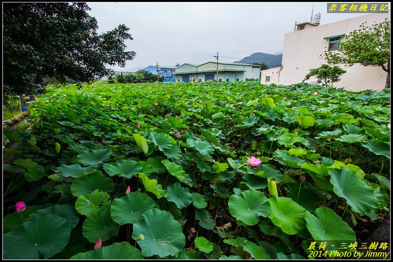 三峽三樹路荷花池‧晨荷之美