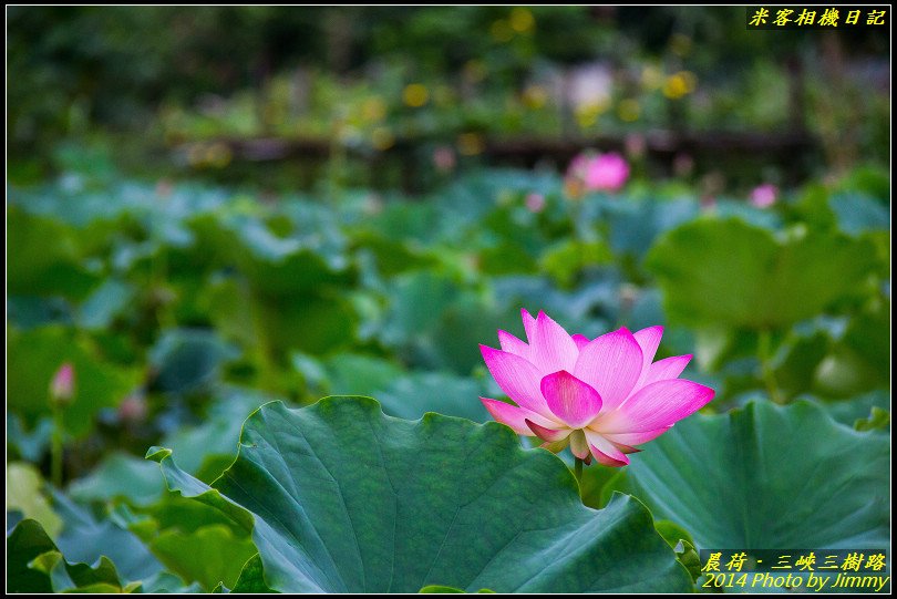 三峽三樹路荷花池‧晨荷之美