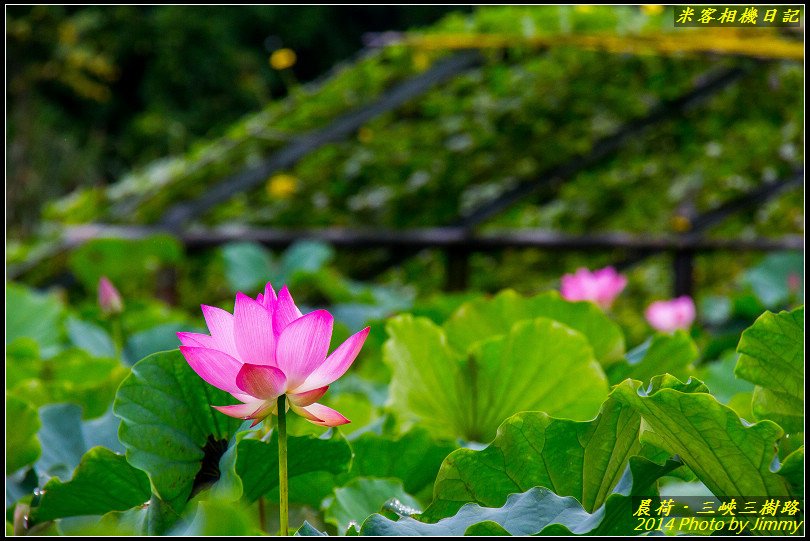 三峽三樹路荷花池‧晨荷之美