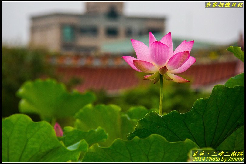 三峽三樹路荷花池‧晨荷之美