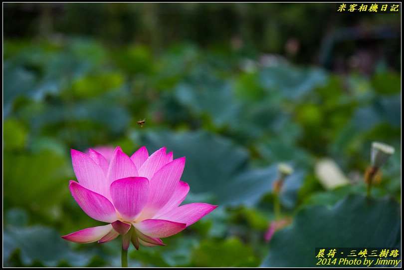 三峽三樹路荷花池‧晨荷之美