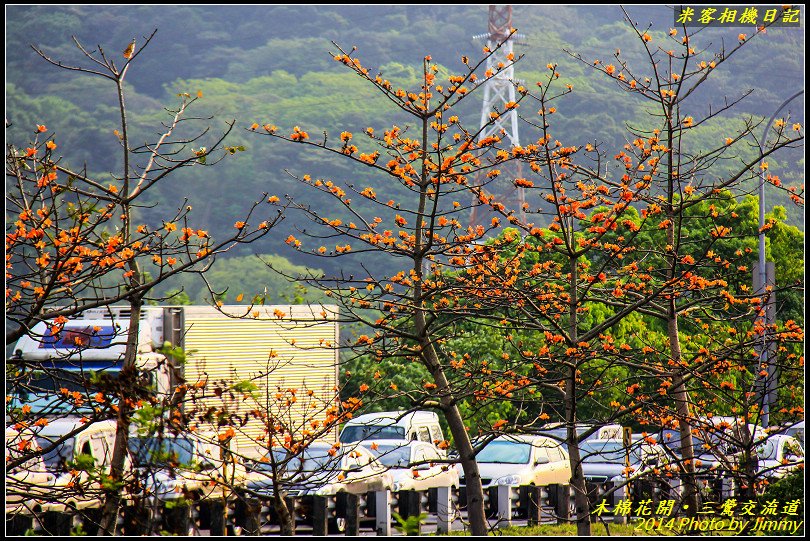 三鶯交流道‧木棉花開