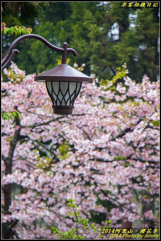 阿里山櫻花季‧賞櫻朝聖地