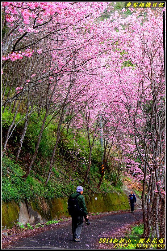 拉拉山櫻木花道‧昭和櫻綻放