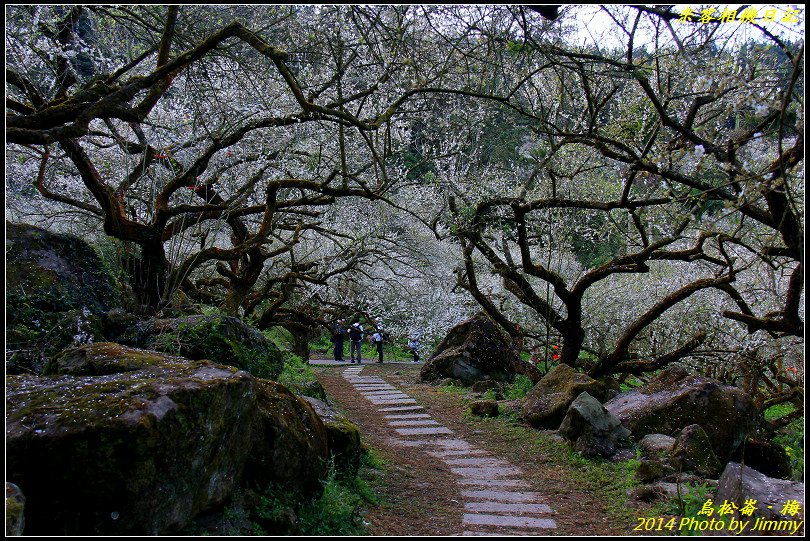 烏松崙賞梅‧純白花海滿山頭