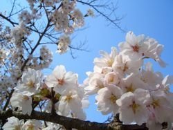 ap_20080204090934694.jpg