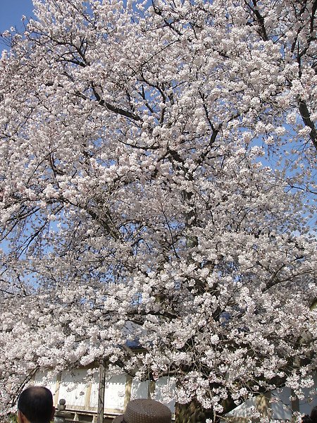 DSC05617.JPG
