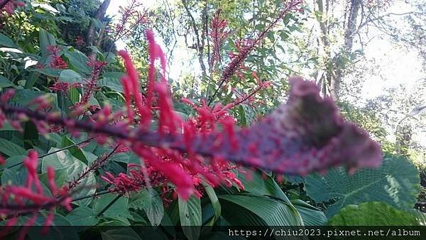 20130916-紅樓花04.jpg