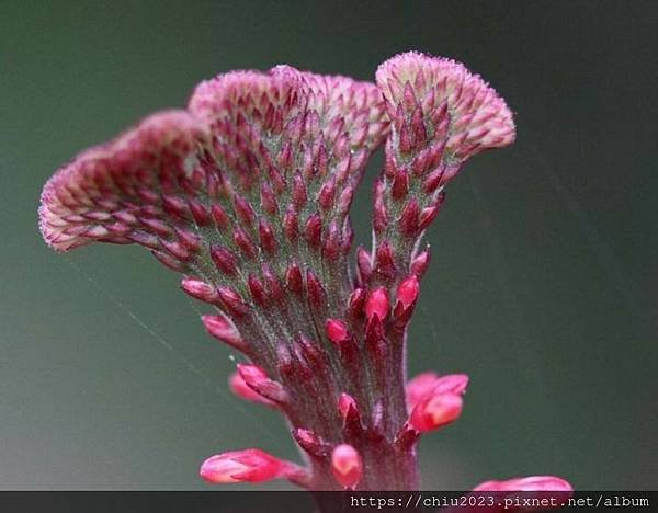 20160916-紅樓花紅樓花06花序.jpg